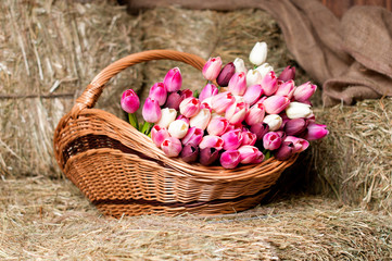 Fototapeta na wymiar Tulips in the basket on the background of hay.