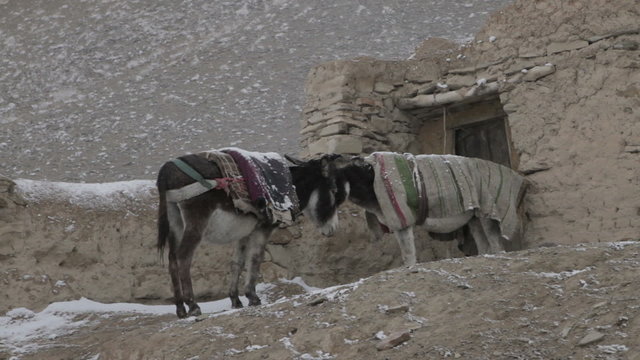 Anes sous la neige, Afghanistan