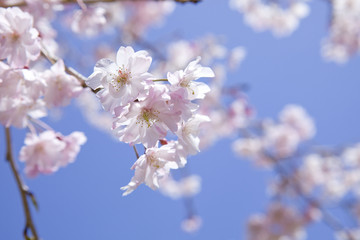 桜と青空