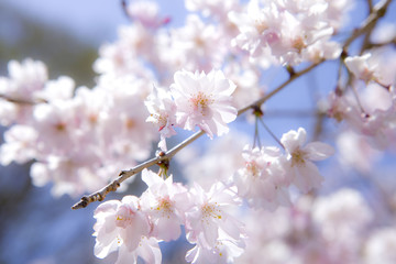 桜