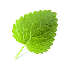Melissa leaf