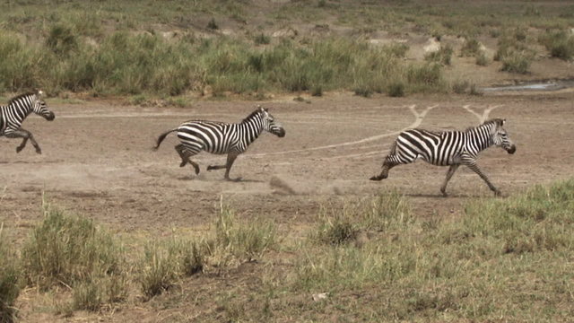 Zebras galloping in Serengeti National Park