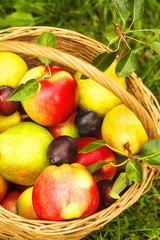 Apples and pears on grass