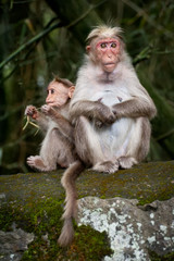 Monkey family. Mother and baby in bamboo forest. South India