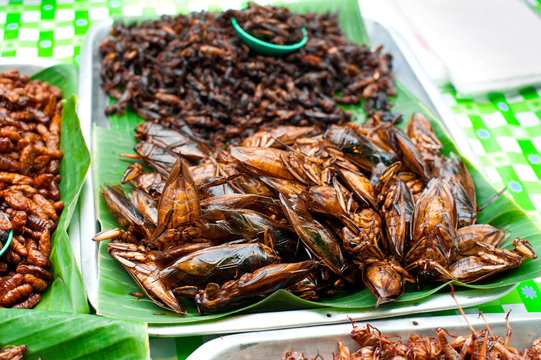 Thai food at market. Fried insects grasshopper for snack