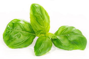 Basil leaves, isolated on white
