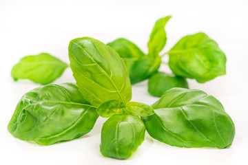 Basil leaves, isolated on white