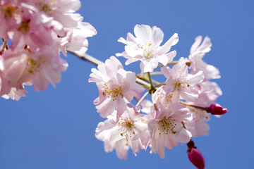 Fototapeta na wymiar 桜と青空
