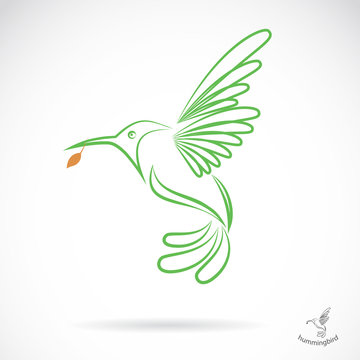 Vector image of an hummingbird on white background