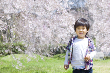桜と子供