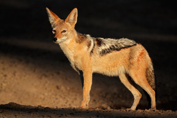 Black-backed Jackal