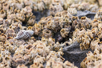 barnacles colony