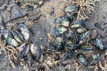 green mussels