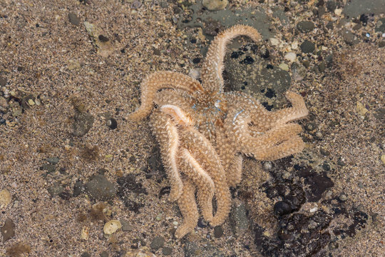 starfish on seabed