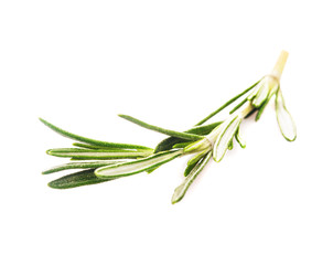 rosemary leaf isolated