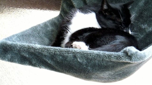 Kater bei der Fellpflege
