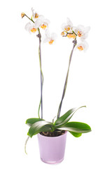 Naklejka na ściany i meble biała orchidea rośnie w doniczce