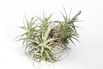 Fototapeta premium Tillandsia cyanea, pink quill