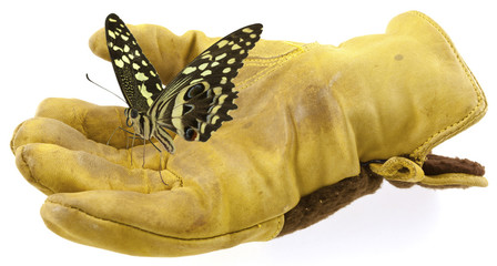 papillon posée dans main gantée © Unclesam