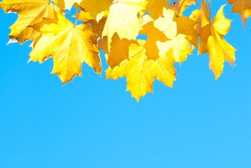 Herbstblätter (Spitzahorn), Lüneburger Heide, Niedersachsen, Deutschland, Europa