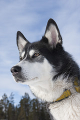 Alaskan Husky / Malamut Mix