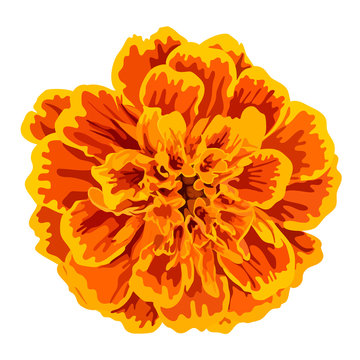 Orange marigold flower vector