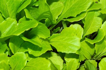 Young Summer Marvel lettuce © Arena Photo UK
