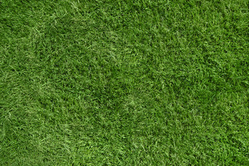 Green grass background