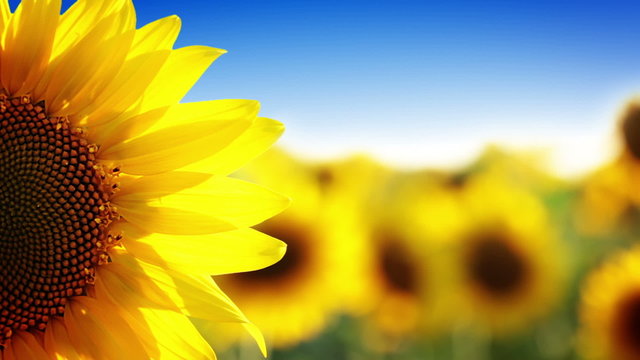 Sunflower and blue sky