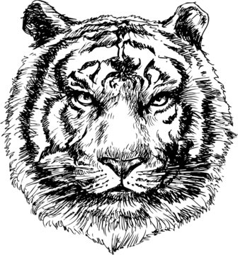 Tiger head hand drawn