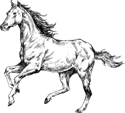 Hand drawn horses