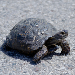 Turtle. Tortoise