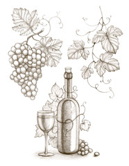 Obraz premium Pencil drawing of wine bottle and grape