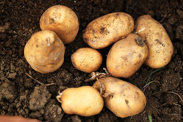 Ausgegrabene Kartoffeln