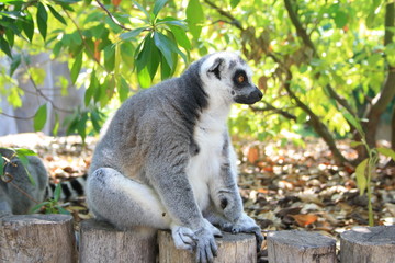 Lemur sentado observando