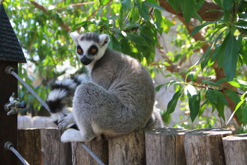 Lemur observando