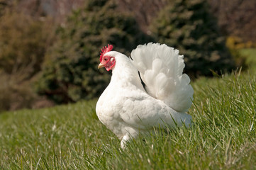 Cute little free range hen