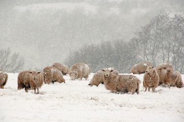 Sheep standing in a snow blizzard