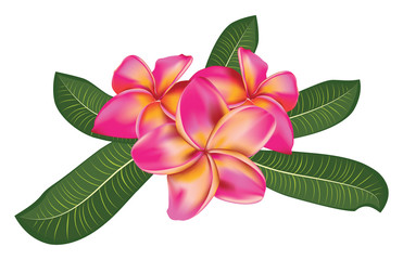 Pink plumeria with leaves