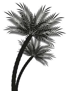 Palm trees silhouettes