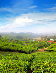 Fototapeta na wymiar mountain tea plantation in India