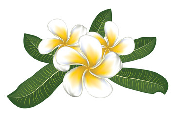 White plumeria with leaves