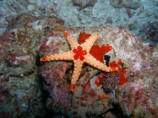 maldives - diving - sea star