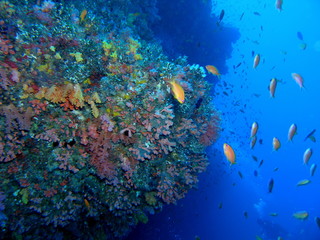 maldives - diving - fish
