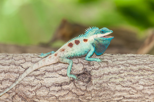 The portrait of wild lizard (BLUE-CRESTED LIZARD)