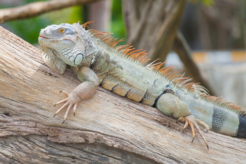 The portrait of Iguana catch on the tree