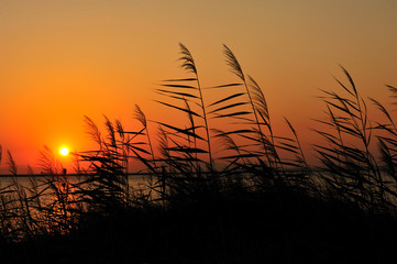 The end of day at reeds