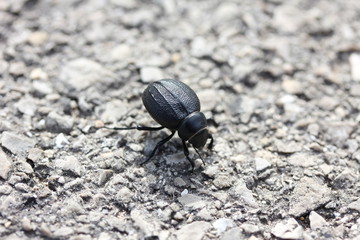 Scarabeo