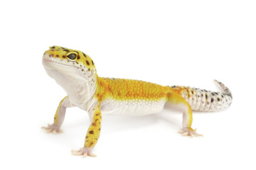 Naklejka premium Leopard Gecko on white background.