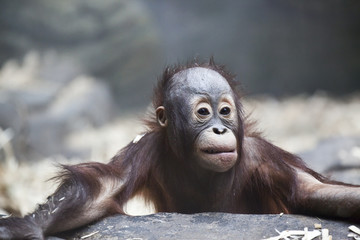 sad baby orangutan